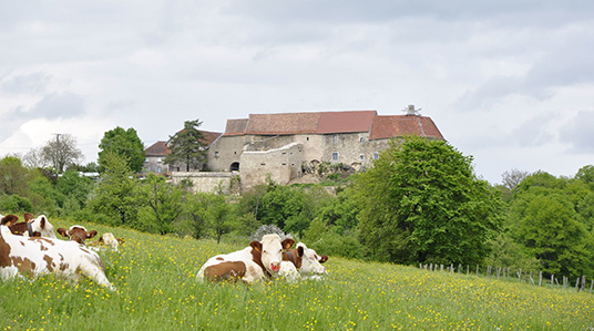 photo de Château de Montby